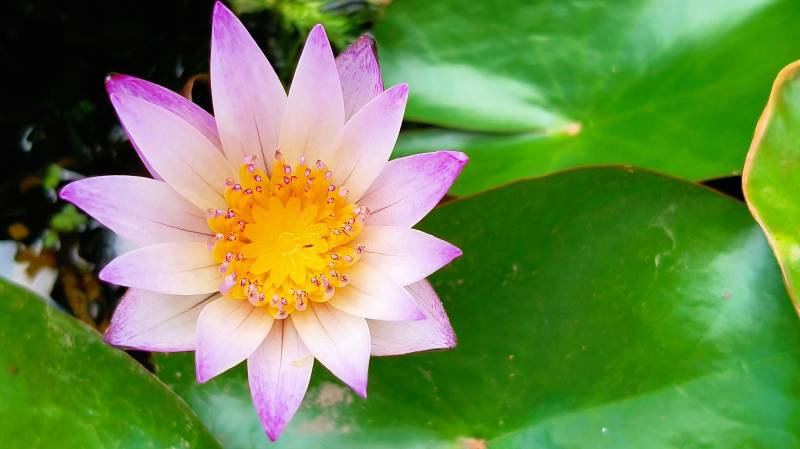 粉紫莲花绽放图片