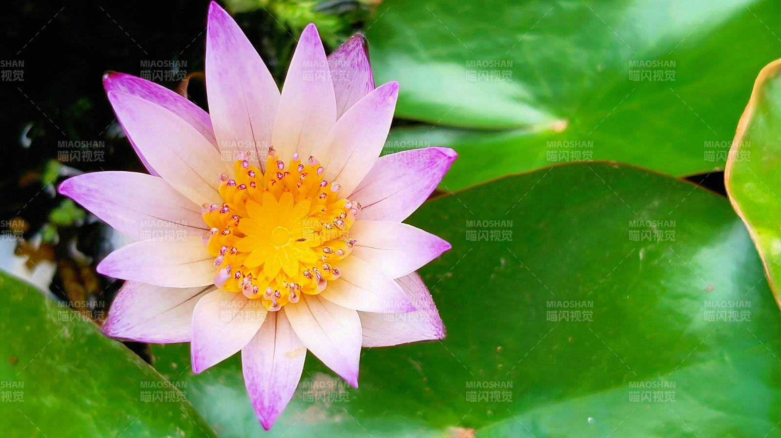 粉紫莲花绽放图片