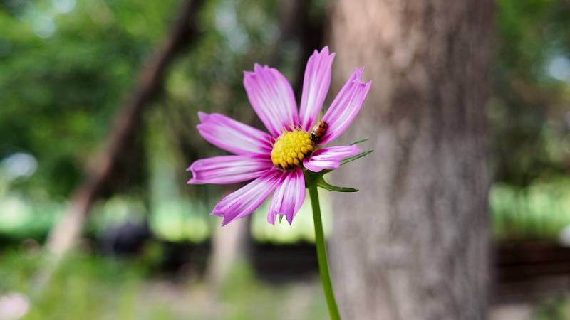 紫花上的蜜蜂图片