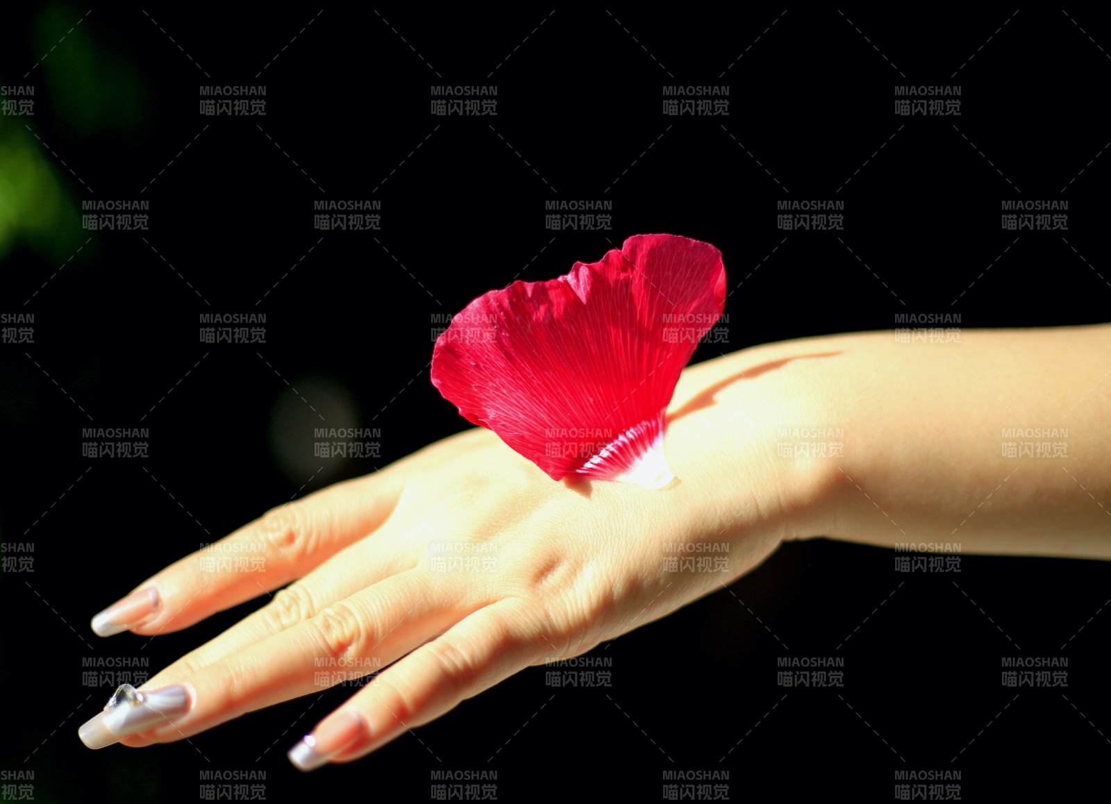 红花轻落掌心图片