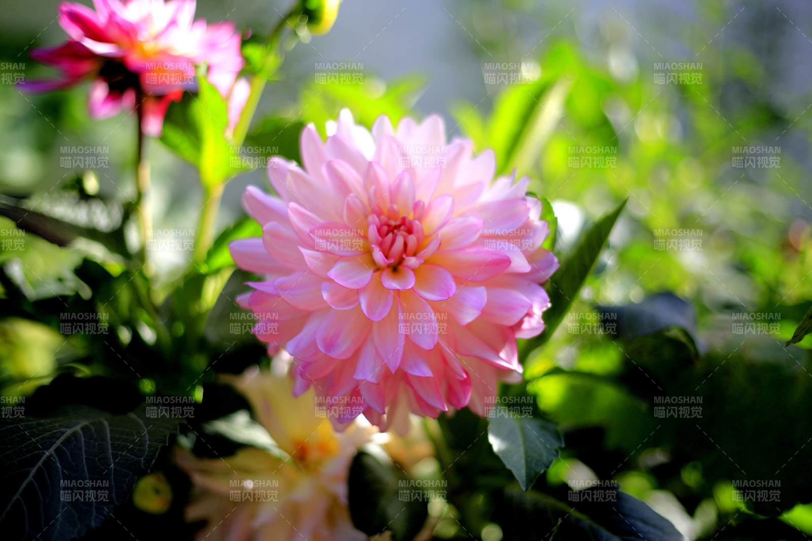 大丽花绽放 绿叶相伴图片