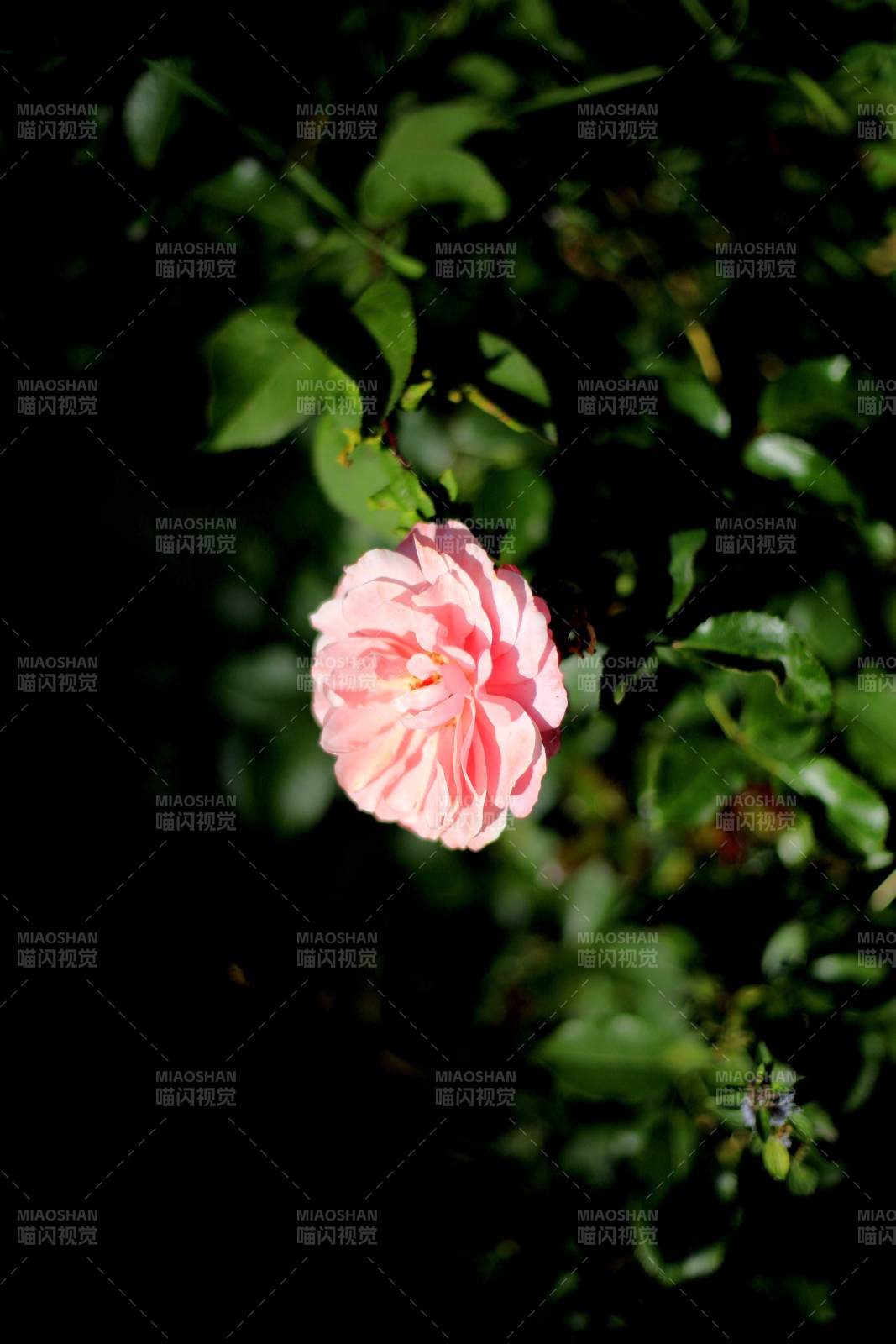 粉红玫瑰绽放图片