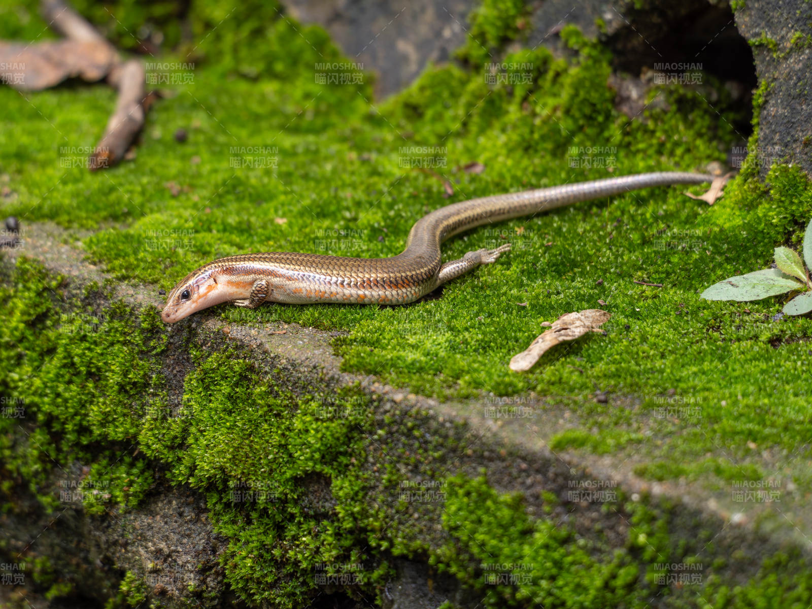 蜥蜴栖息青苔石上图片