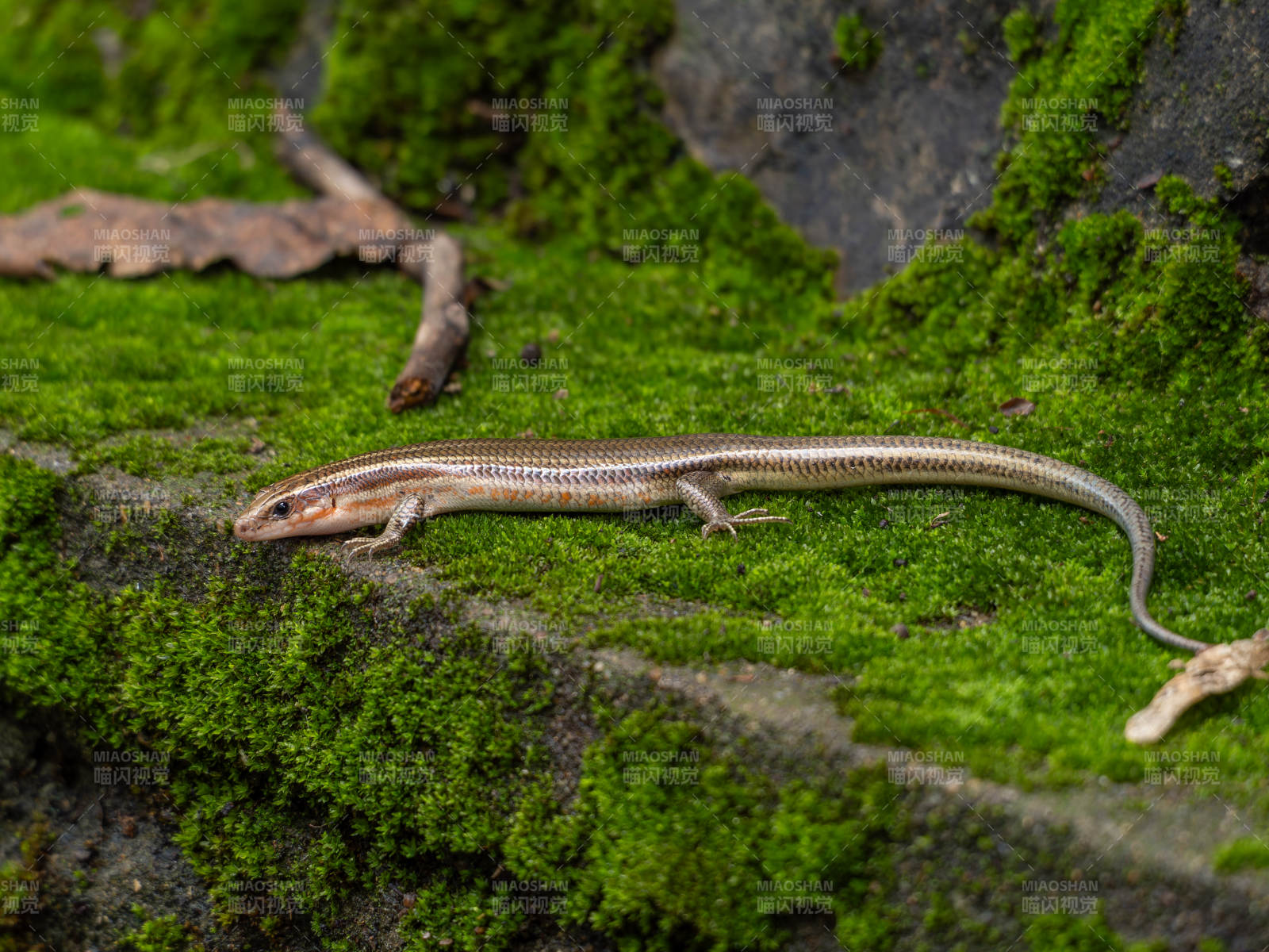 蜥蜴栖息青苔石上图片