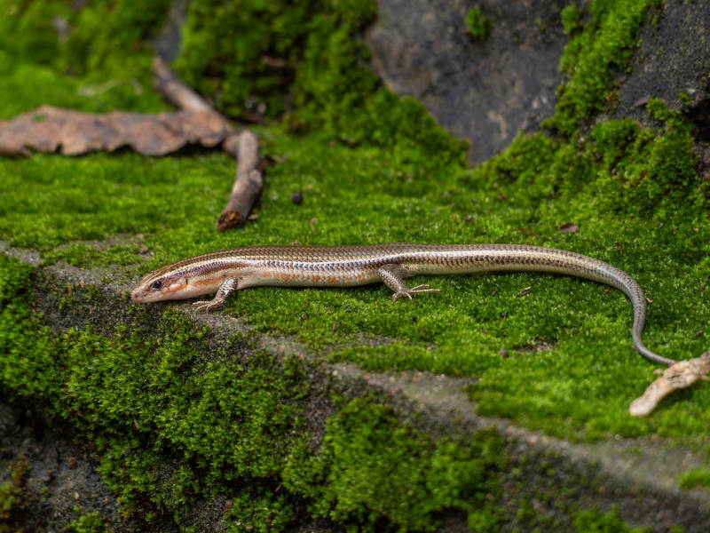 蜥蜴栖息青苔石上图片