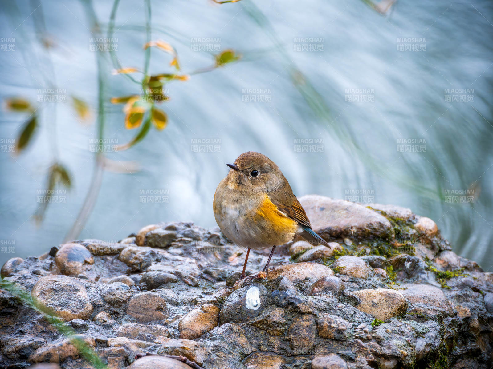 溪畔小鸟栖石上图片