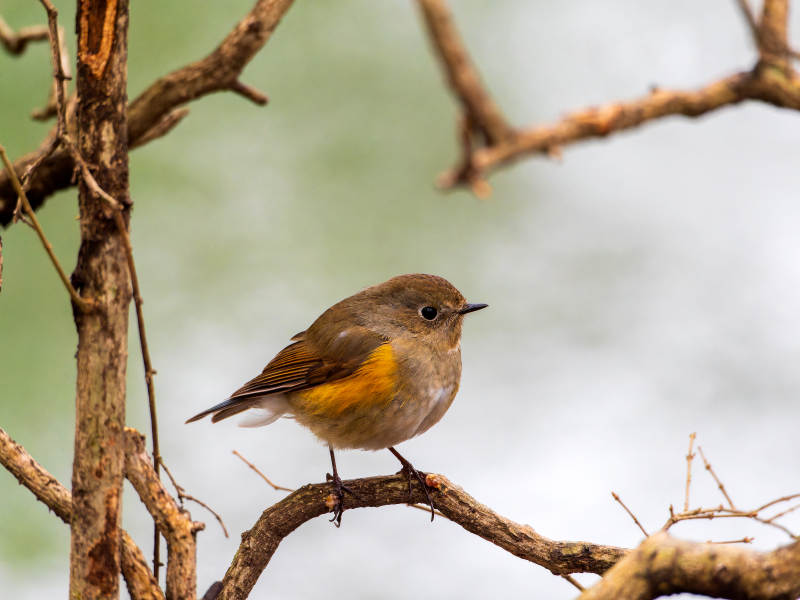 红胁蓝尾鸲栖枝头图片