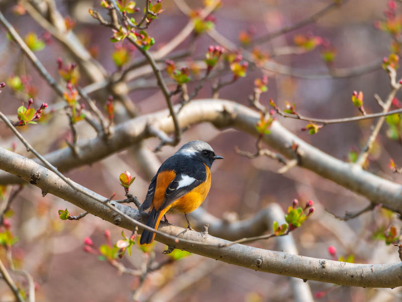 北红尾鸲栖枝头图片