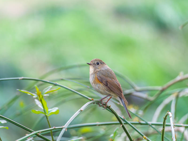 小鸟栖枝 绿意盎然图片