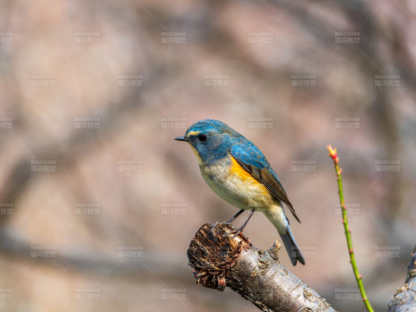 红胁蓝尾鸲小鸟栖枝头图片