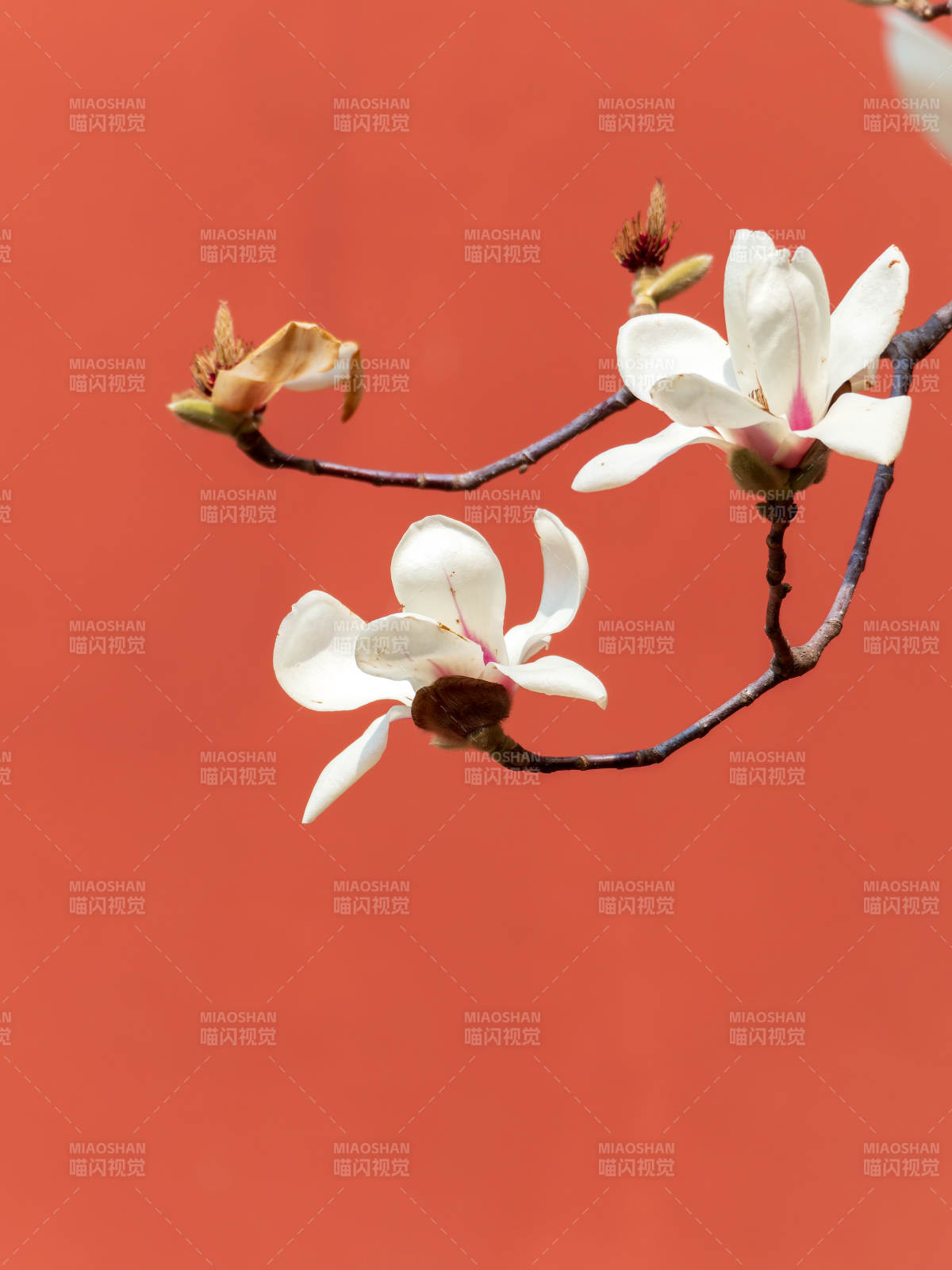 玉兰绽放红墙前图片