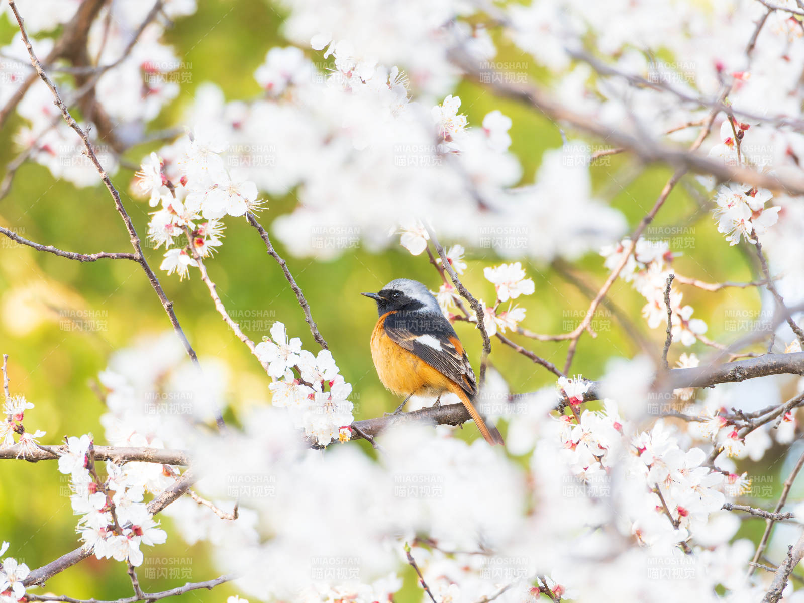 北红尾鸲栖花枝图片