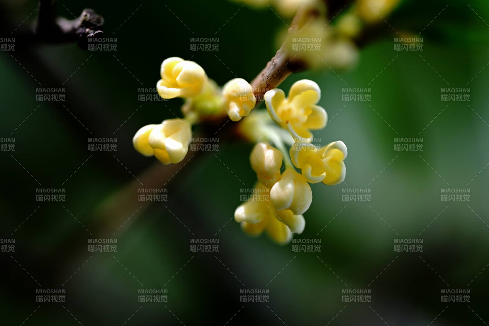 桂花绽放枝头图片