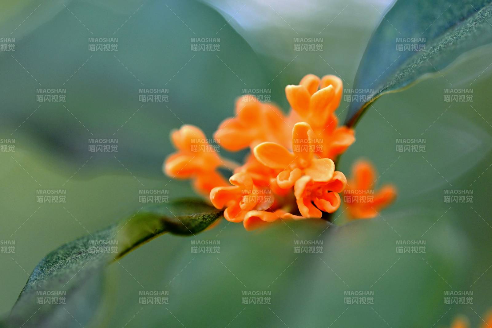 橙色小花绽放枝头图片