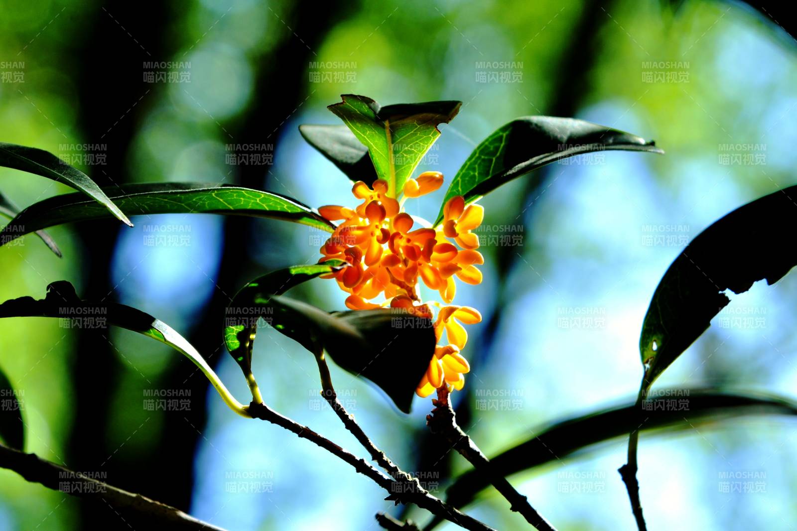 金秋桂香绽放图片