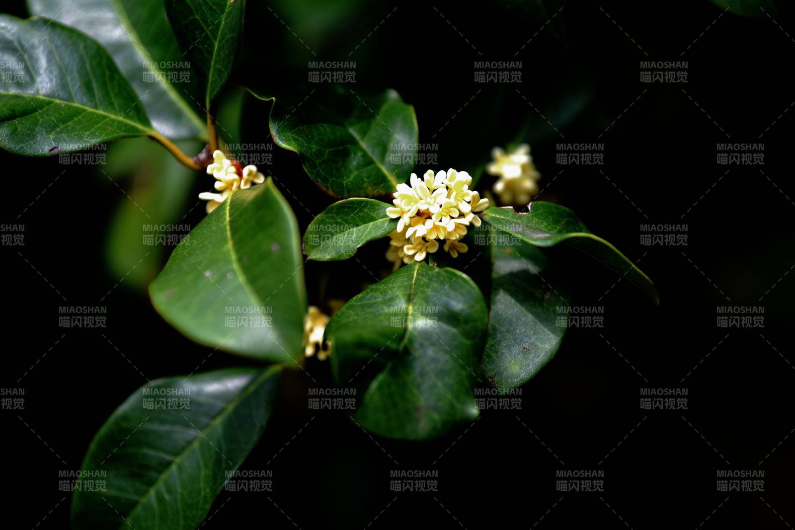 桂花绽放枝头图片