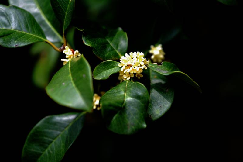 桂花绽放枝头图片