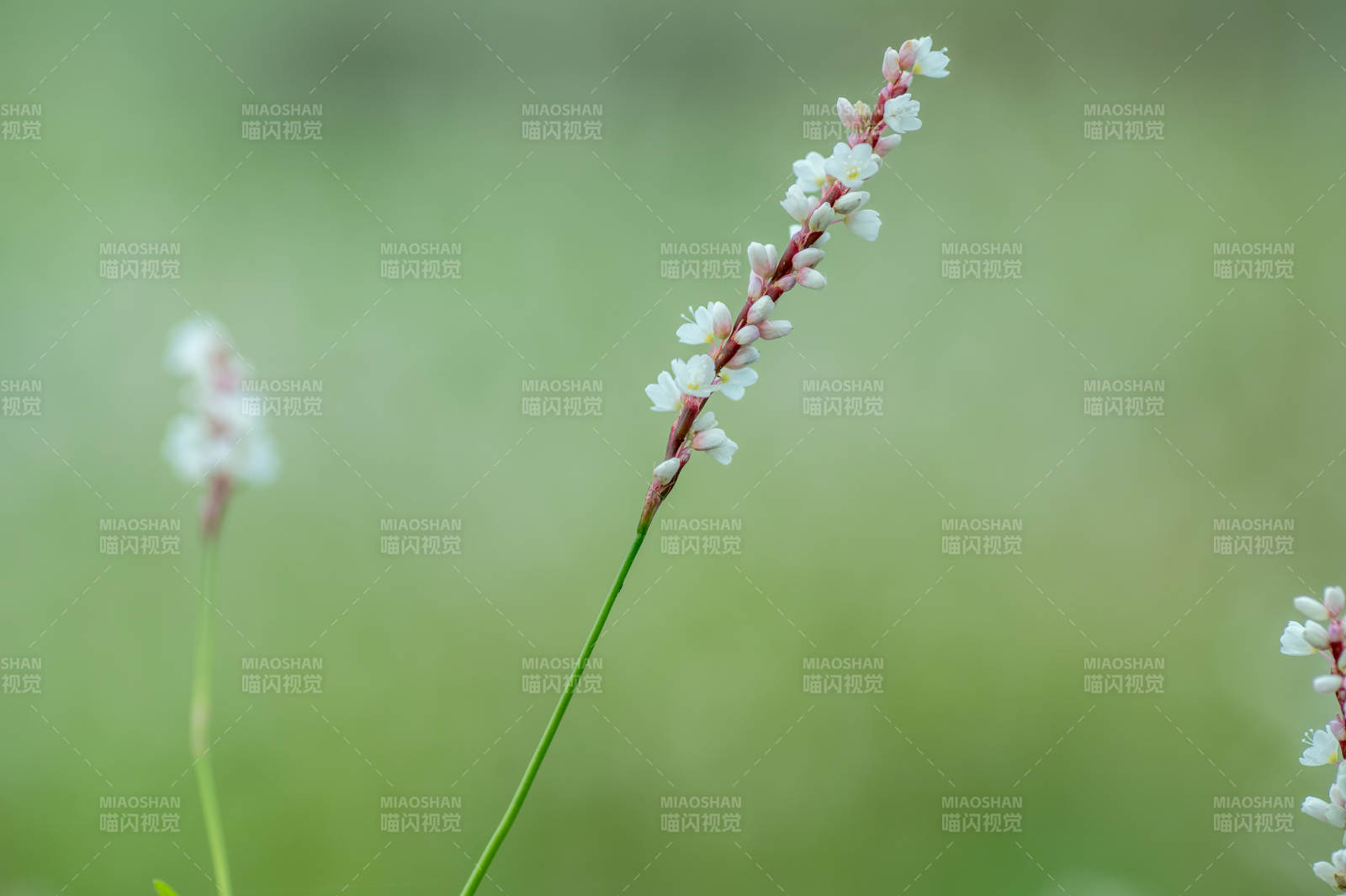 愉悦蓼绽放绿意中图片