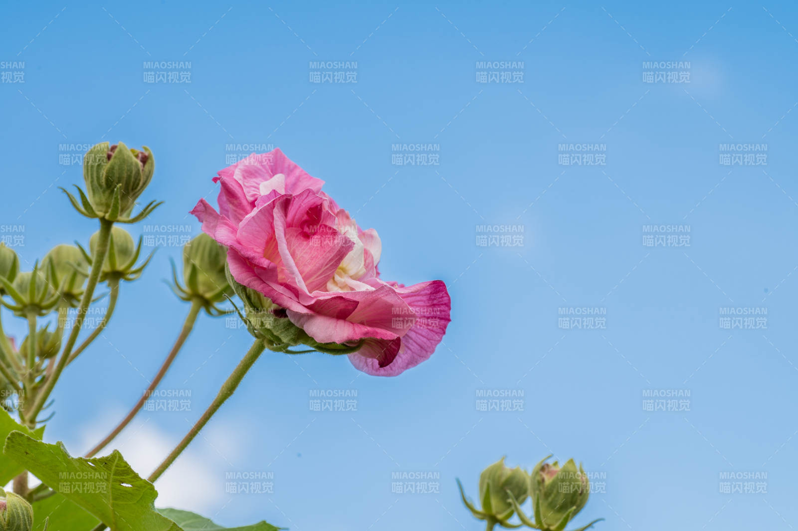 木芙蓉花映蓝天图片
