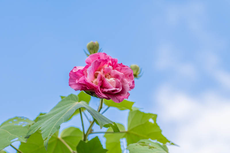 粉花映蓝天图片