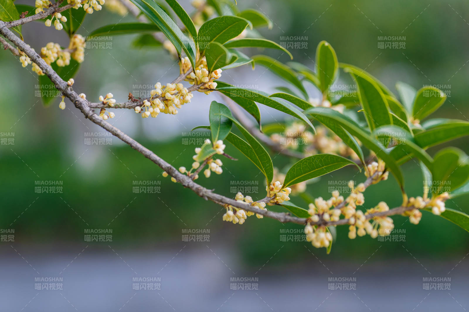 桂花枝头绽放图片