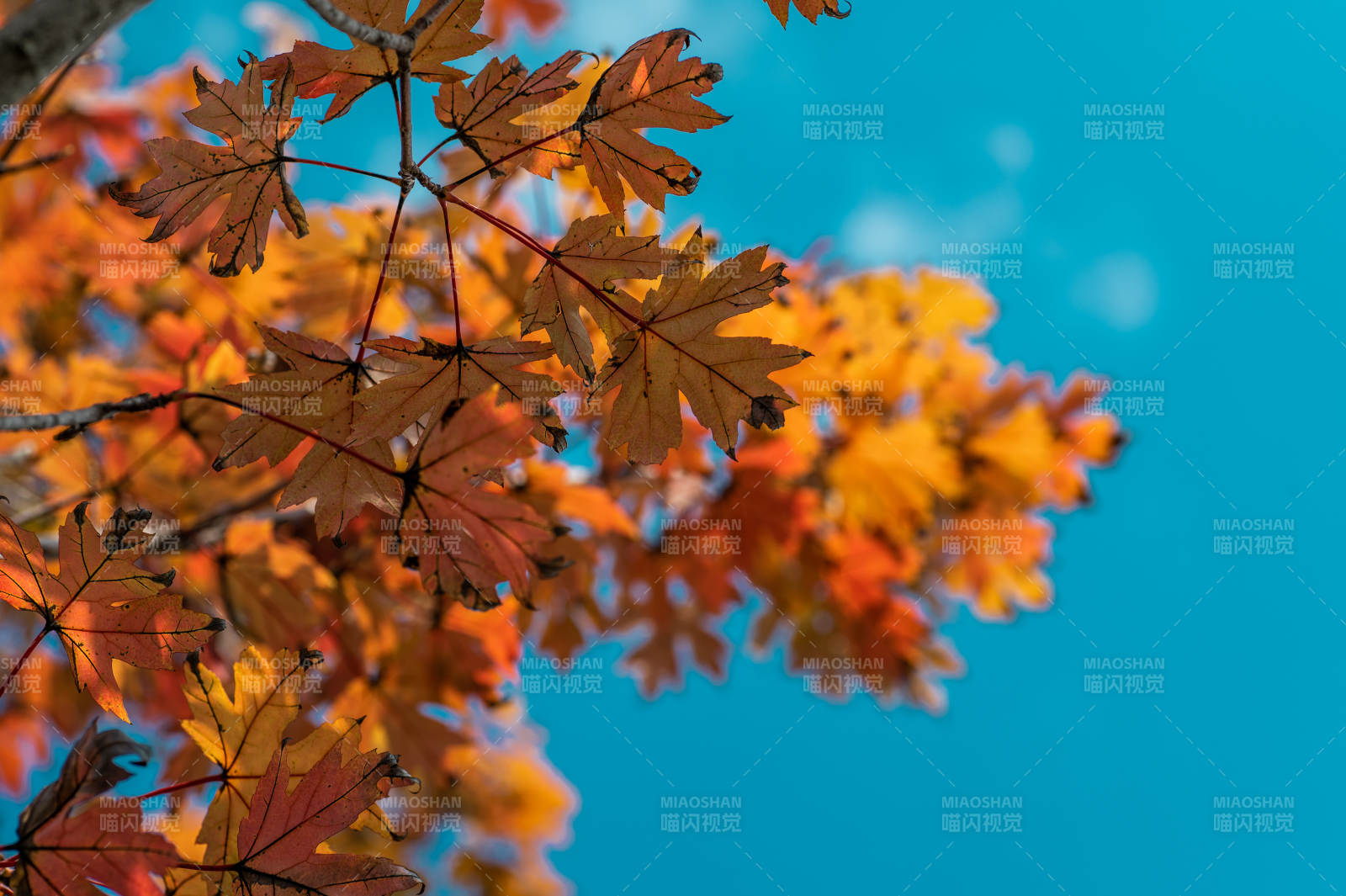 秋叶映蓝天图片