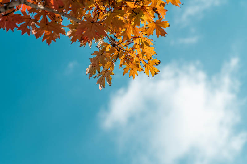 秋叶映蓝天图片