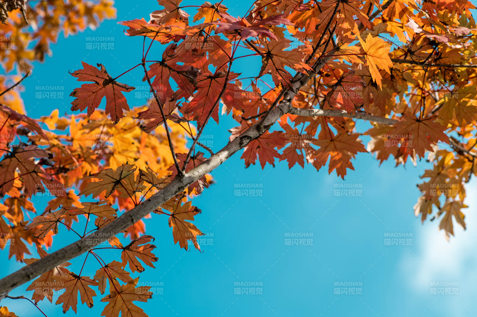秋叶映蓝天图片