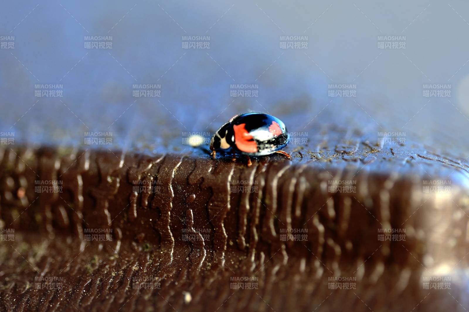 瓢虫静卧木纹上图片