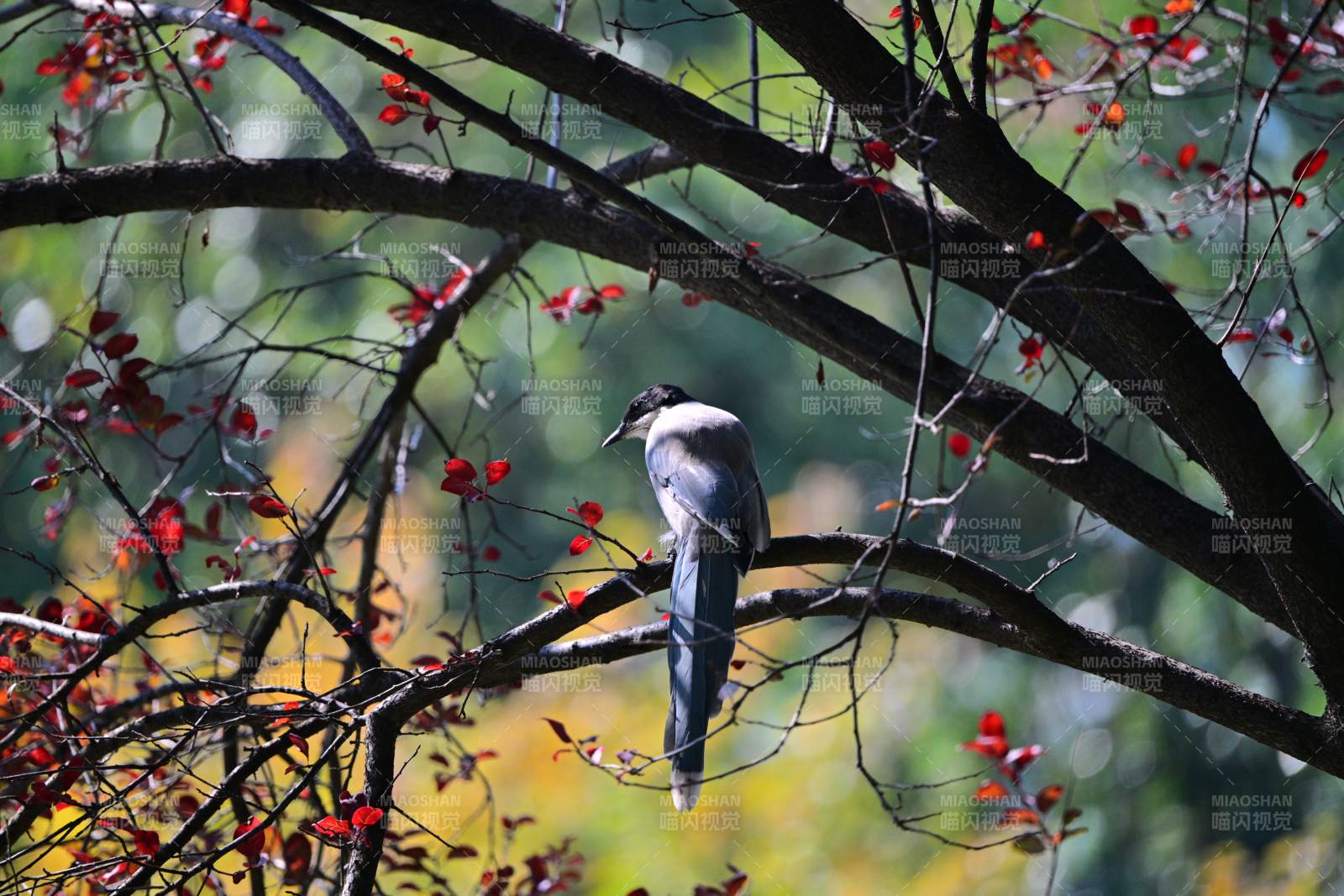 秋枝上的灰喜鹊图片