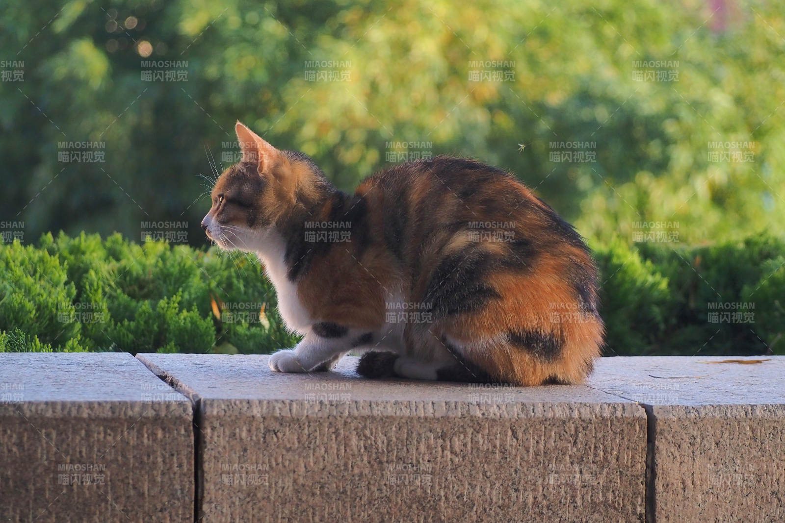 花猫静坐石栏上图片