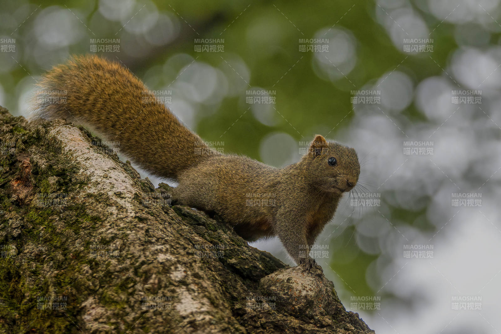 松鼠栖树梢图片