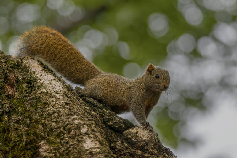 松鼠栖树梢图片