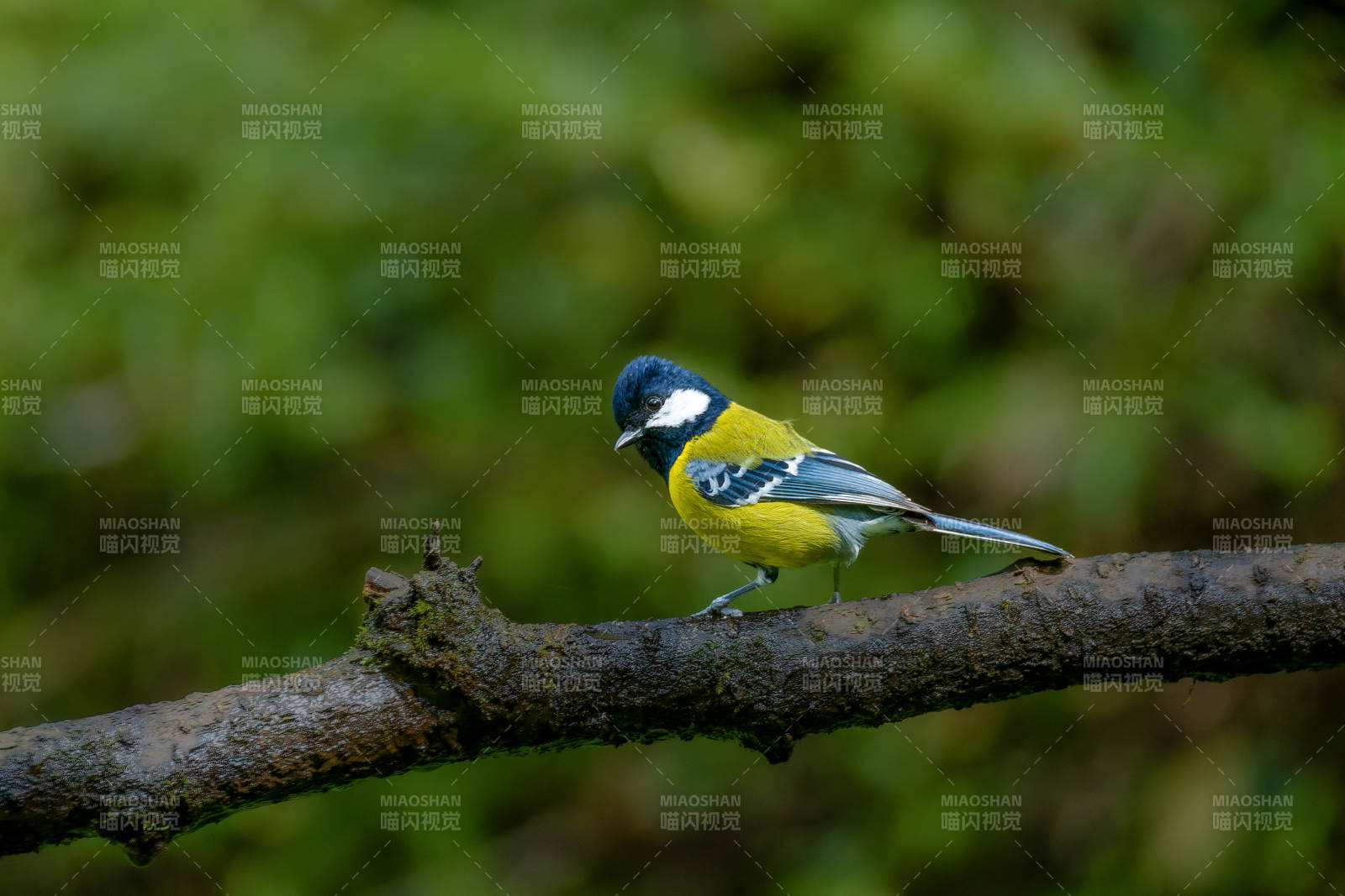 绿背山雀栖枝头图片