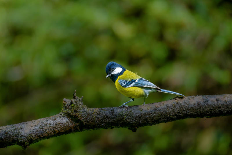 绿背山雀栖枝头图片