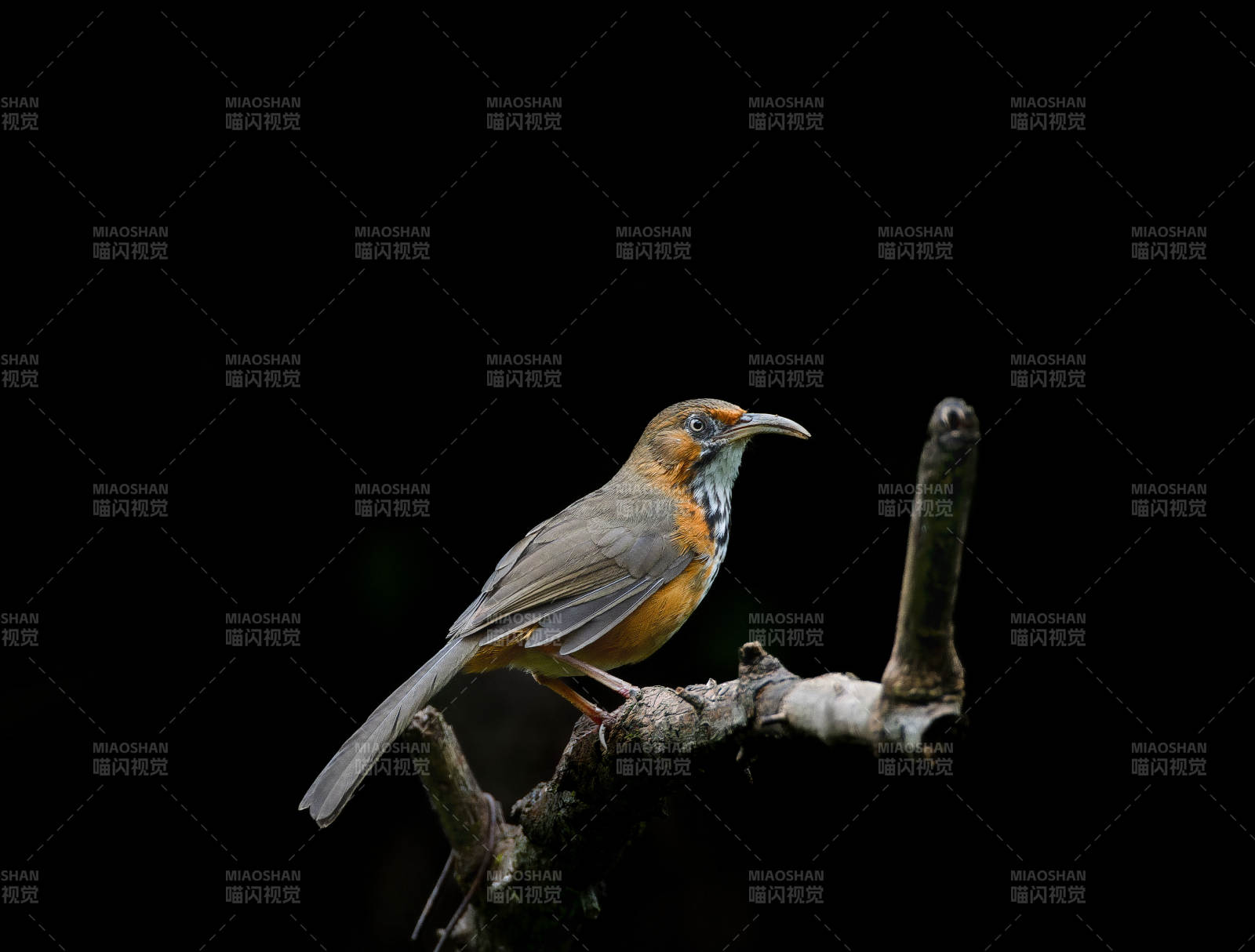 斑胸钩嘴鹛栖枝头图片