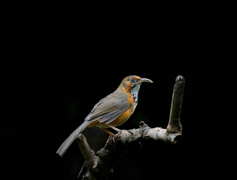 斑胸钩嘴鹛栖枝头图片