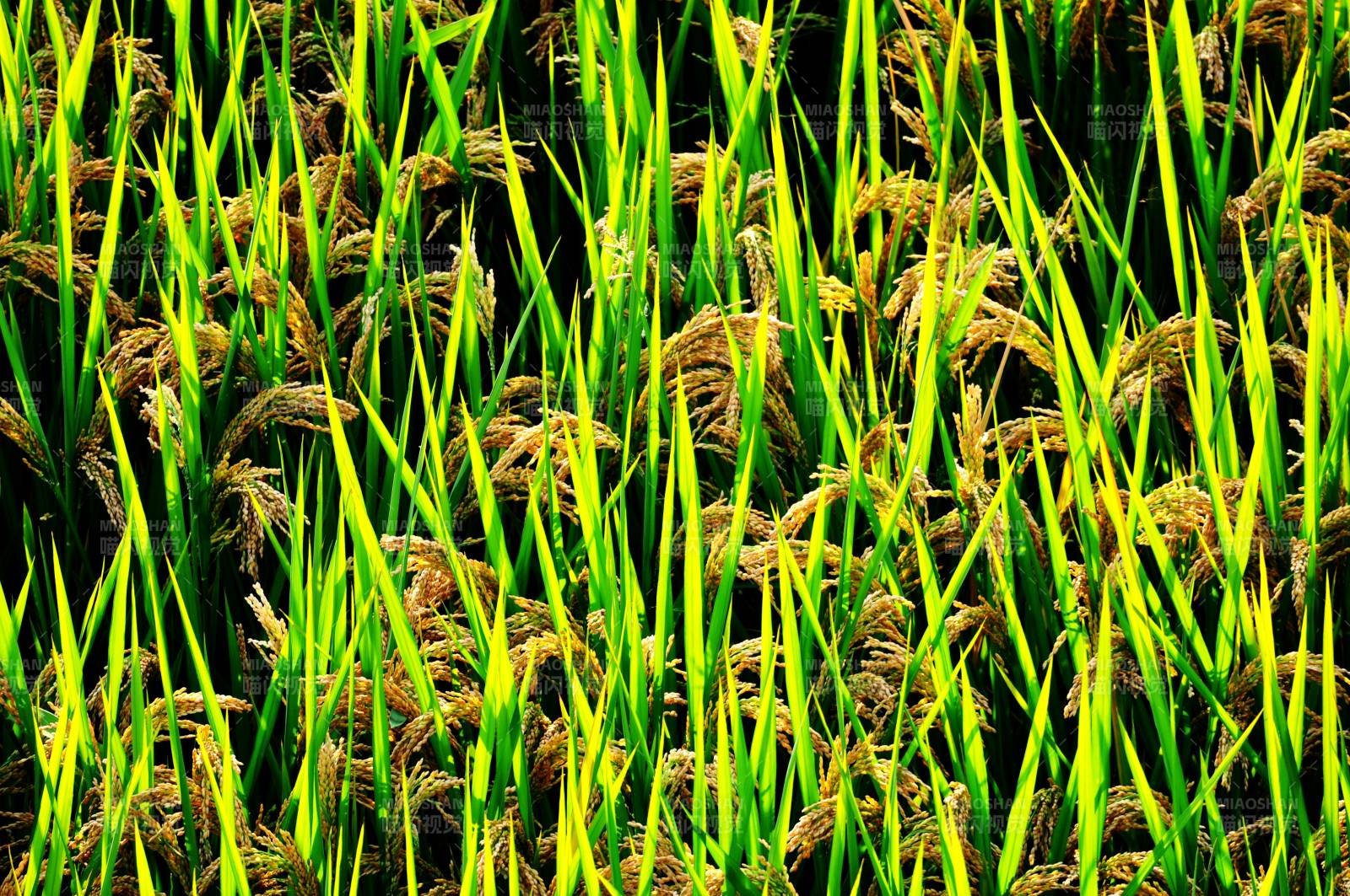 金黄稻穗随风舞图片