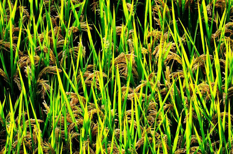 金黄稻穗随风舞图片