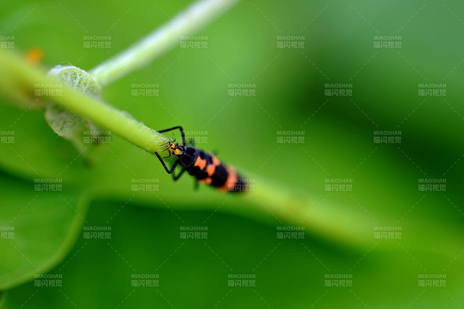 斑脊长蝽栖息绿叶间图片