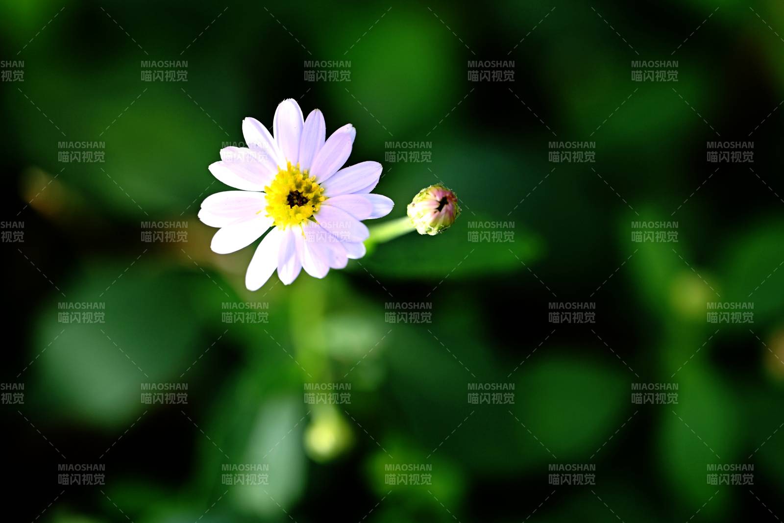 淡紫小花绽放图片