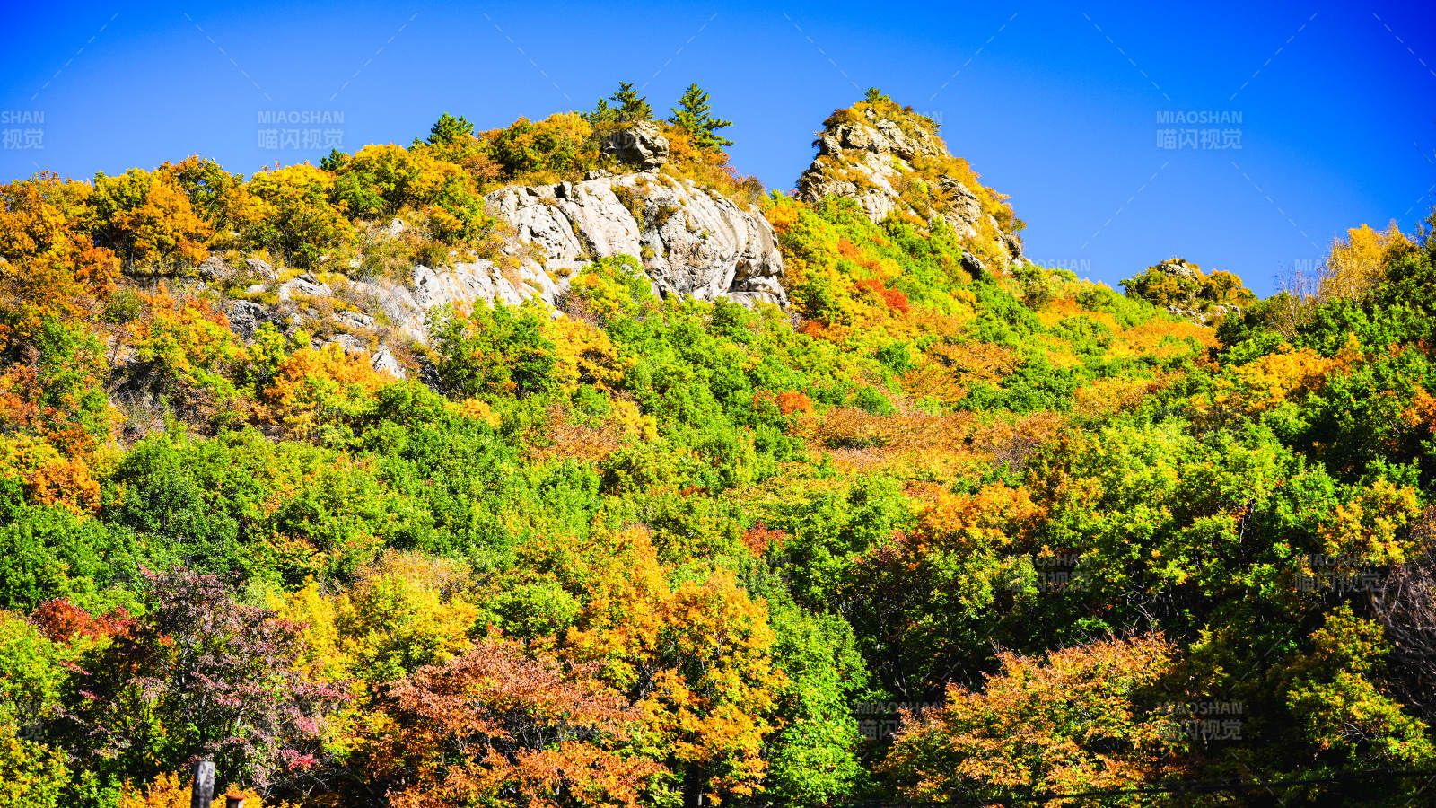 秋山彩林图片