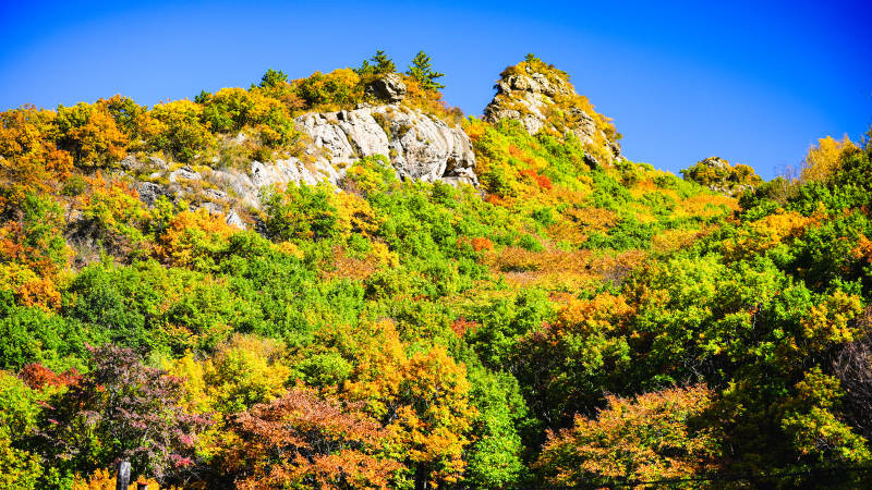 秋山彩林图片