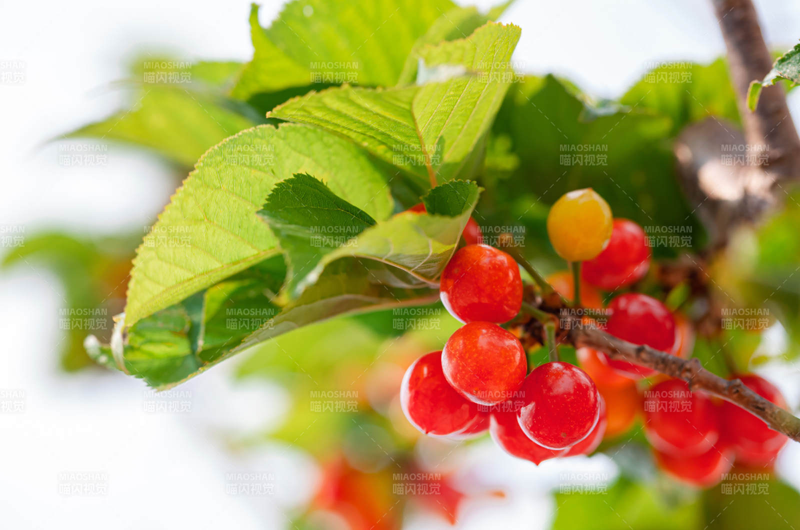 樱桃枝头红果鲜图片