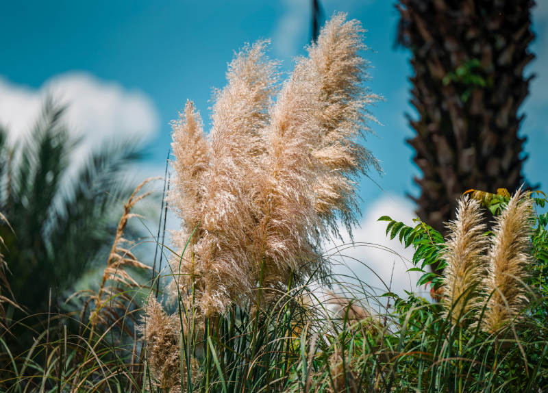 芦苇随风摇曳图片