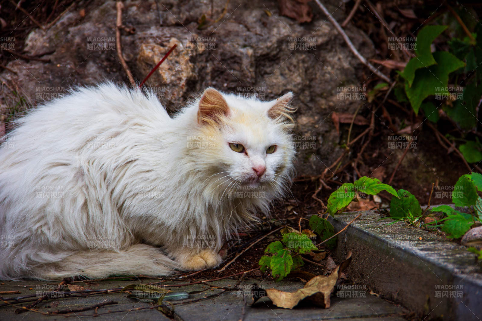 白猫静卧石旁图片