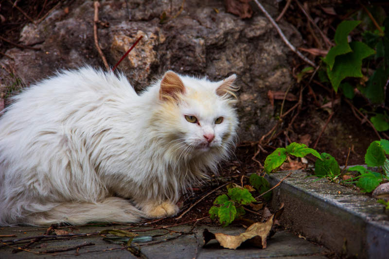 白猫静卧石旁图片