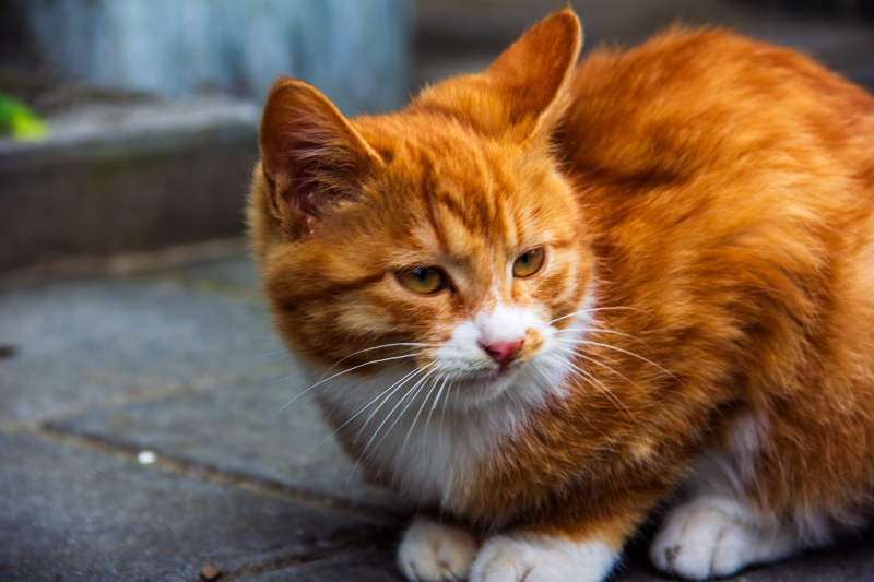 橙猫静坐街头图片