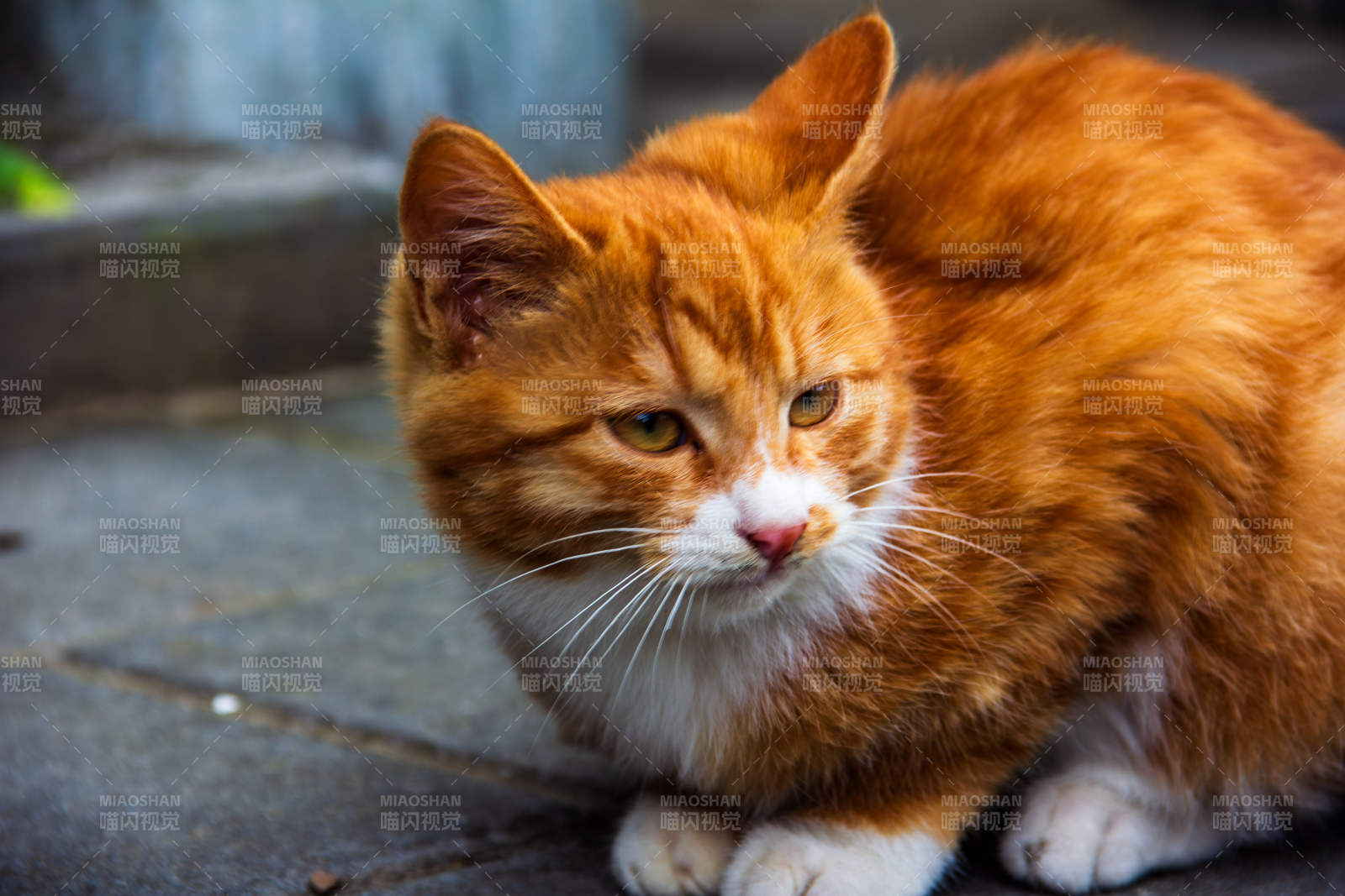 橙猫静坐街头图片