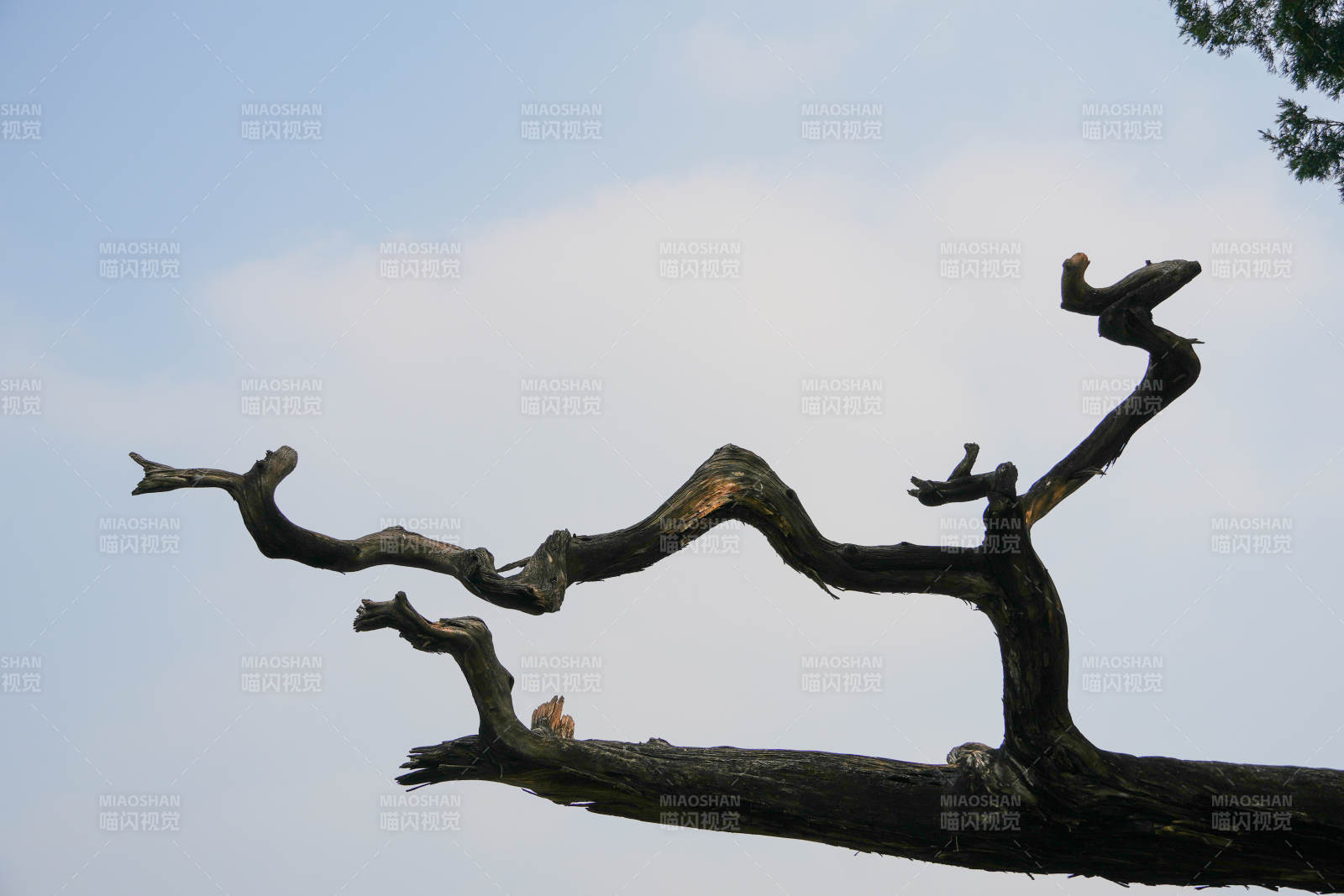枯枝凌空 姿态奇崛 源自太庙图片